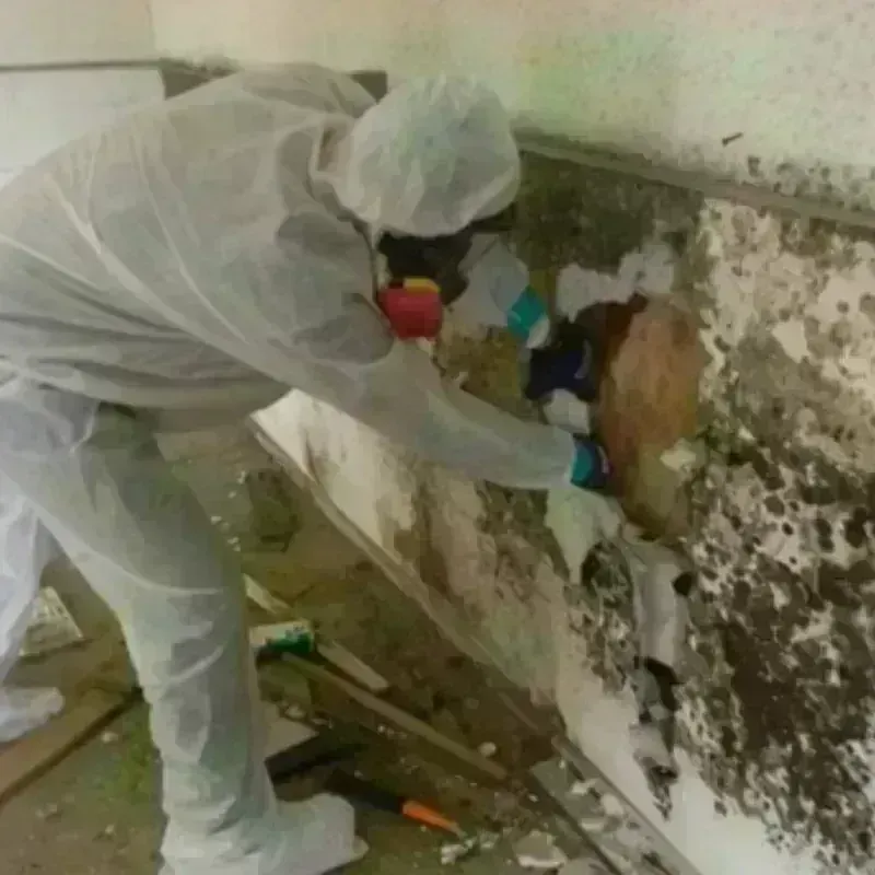 Mold Remediation and Removal in Milaca, MN